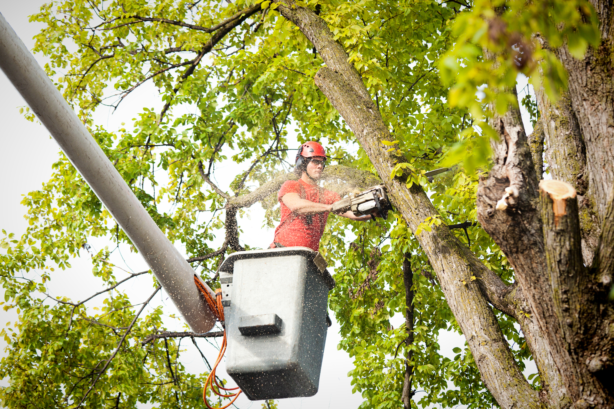 How Are Trees Protected During The Transplanting Process?